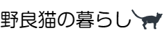 のら猫ブログ